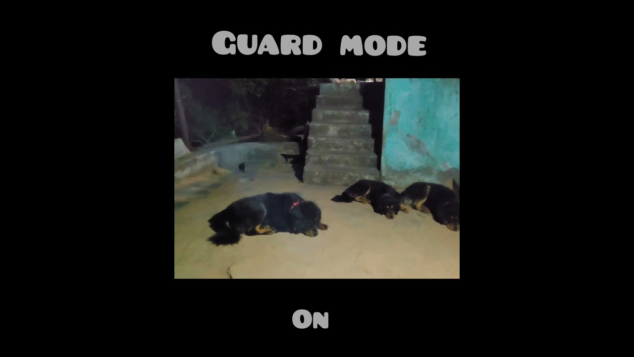 Bhotia dogs ll Dabu ll Dolly ll Shera ll Guard mode ll @bharatkdogs
