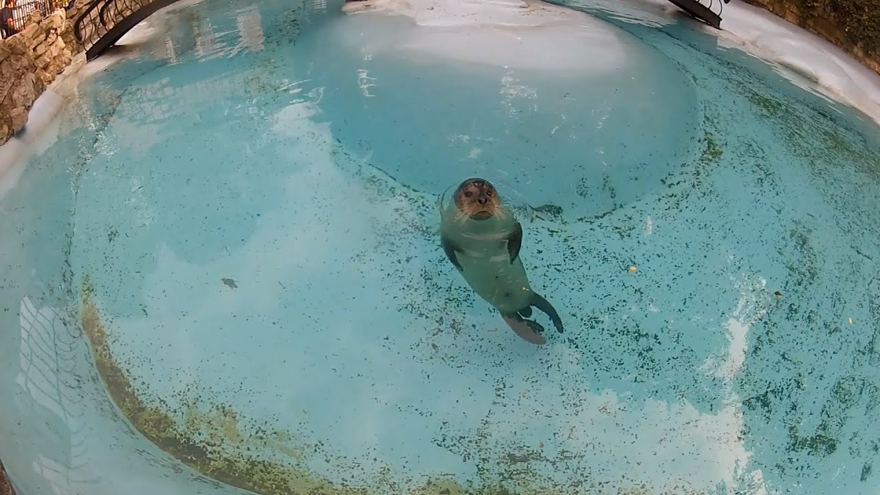 BG ZOO - Seals