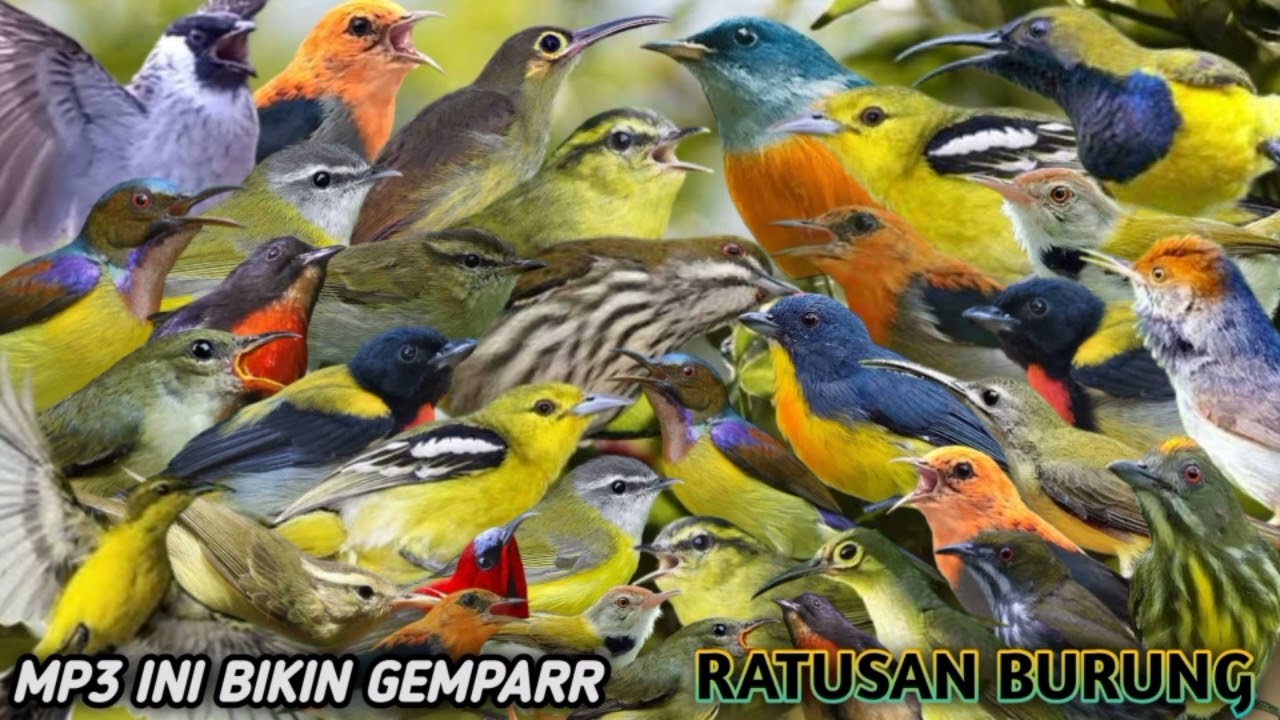 suara pikat semua jenis burung liar siap di buktikan MP3 paling ampuh ‼️