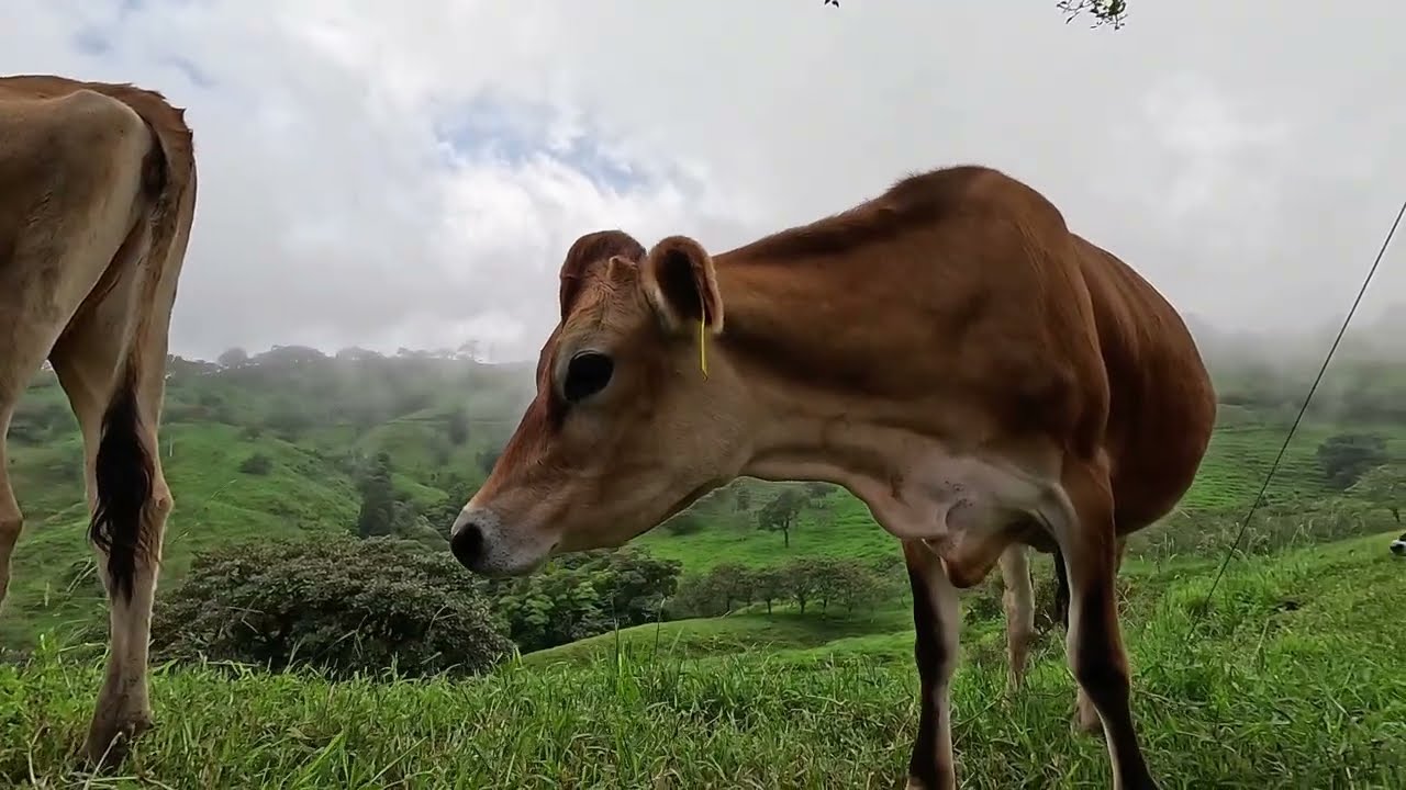 🌿🇨🇷 Juan Castro Blanco National Park, Costa Rica 