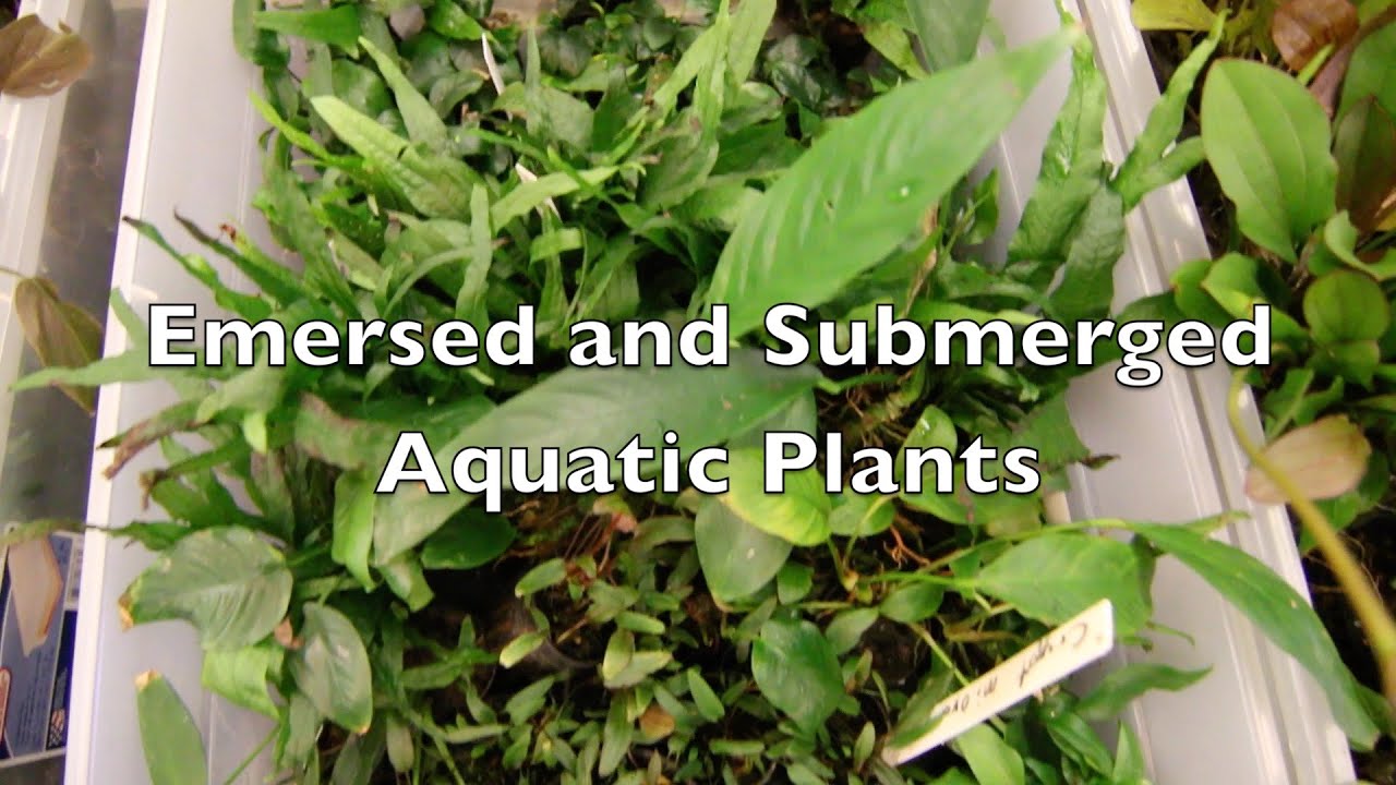 Emersed and Submerged Aquatic Plants