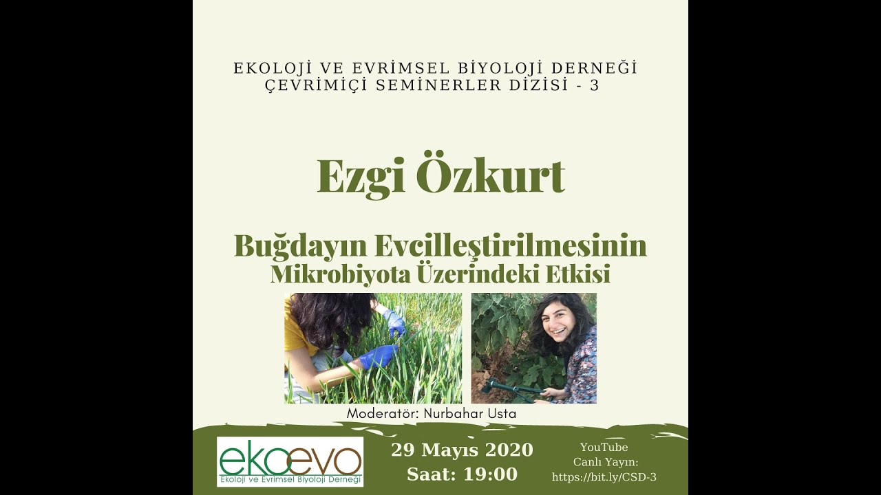 Ezgi Özkurt - Buğdayın Evcilleştirilmesinin Mikrobiyota Üzerindeki Etkisi