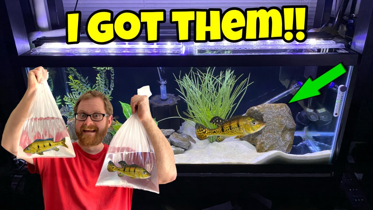New Exotic Pet Peacock Bass They Are Predatory Cichlid Fish