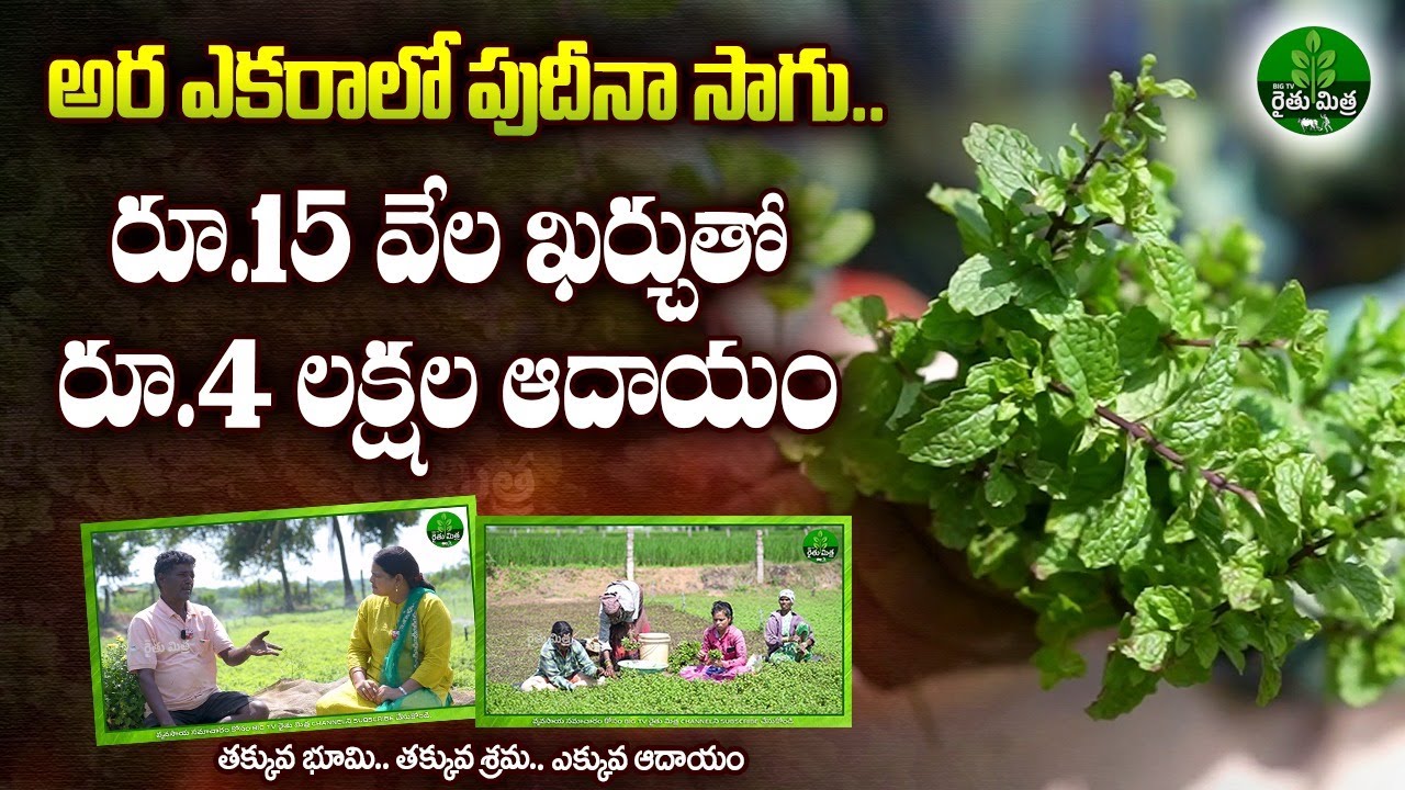 అర ఎకరాలో పుదీనా..రైతుకు డబ్బుల పంట | Success Story of Pudina/Mint Cultivation | BIGTV Rythu Mithra
