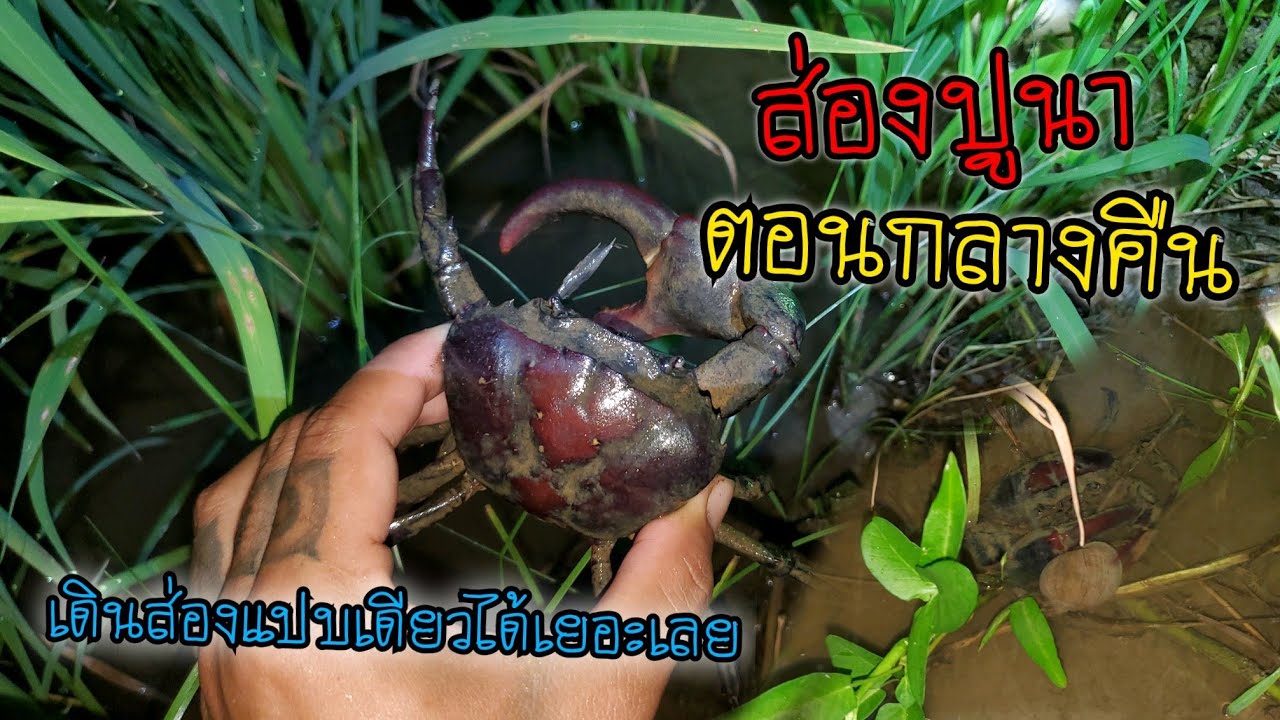 จับปูนาตอนกลางคืน วิถีชีวิตแบบบ้านๆ เรียบง่ายและสบายใจ