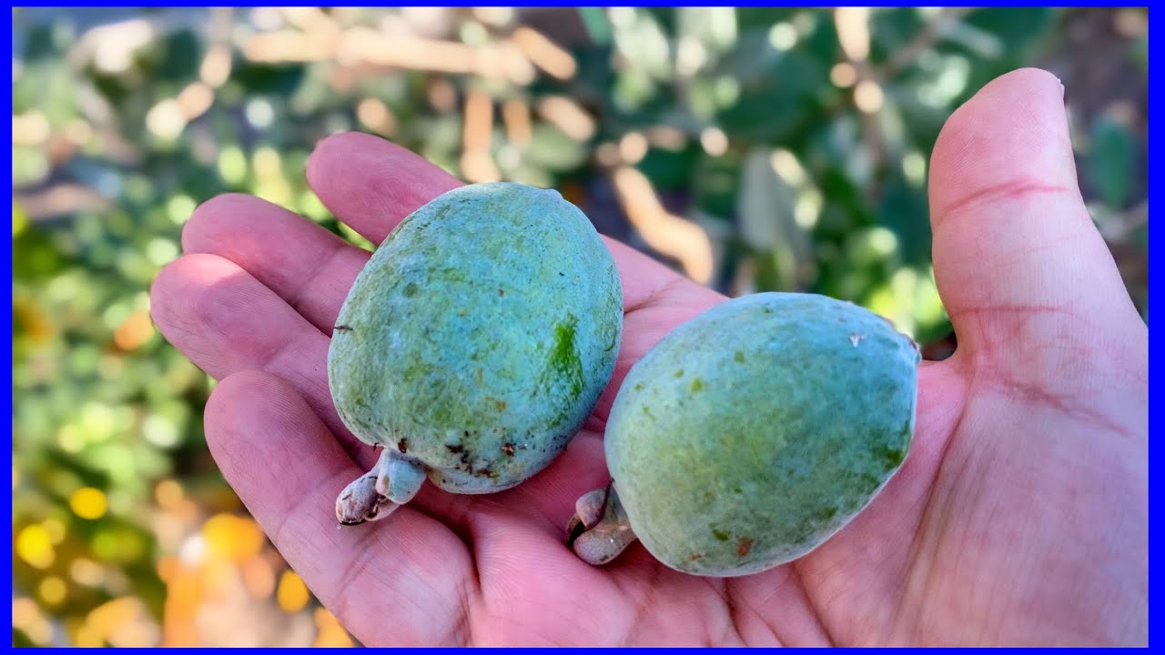 Pineapple Guava Tree Finally Producing Feijoa Fruit (Tasty)