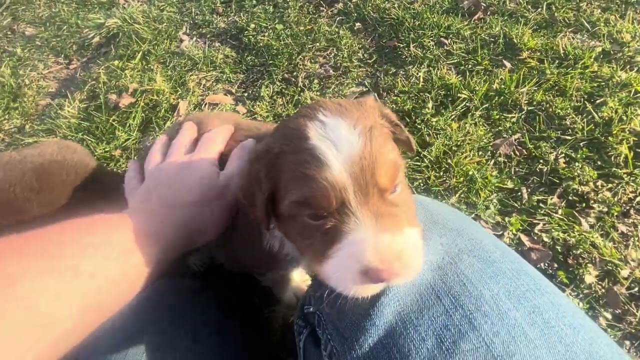 “Raiden” Hattie’s red tri male 