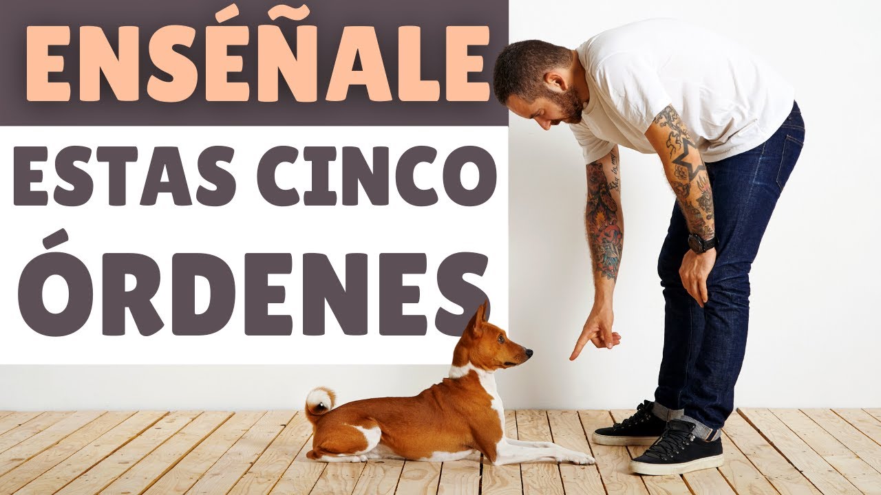 Las 5 &Oacute;RDENES B&Aacute;SICAS que tu perro DEBER&Iacute;A APRENDER