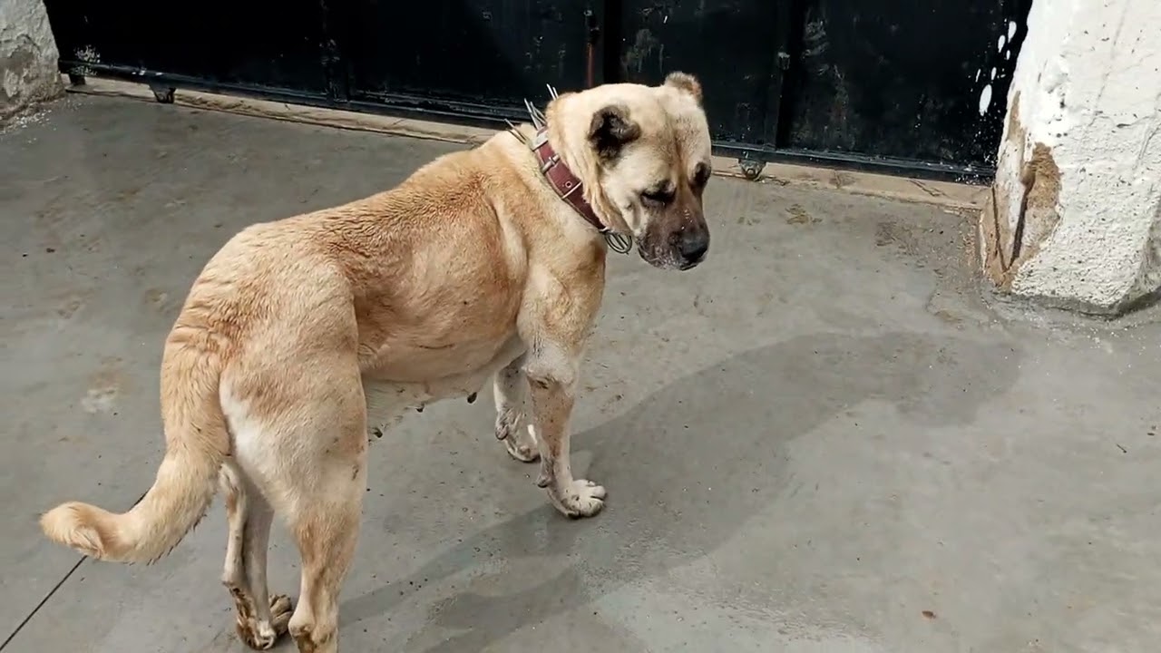 BİR KAÇ GÜN VİDEO ÇEKEMEDİM. NEDEN? MAALESEF HAVA ŞARTLARI İZİN VERMİYOR. SON DURUMLAR NE? 