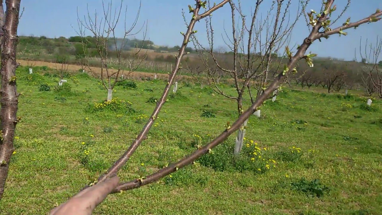Formiranje uzgojnog oblika vaza, četvrta godina proleće