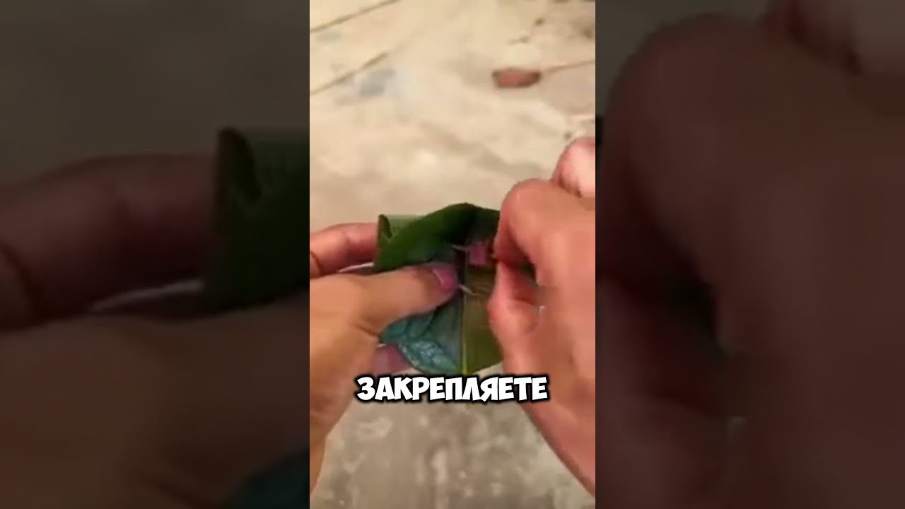Catch a chicken with a leaf 🍃 🐓 😲 #facts