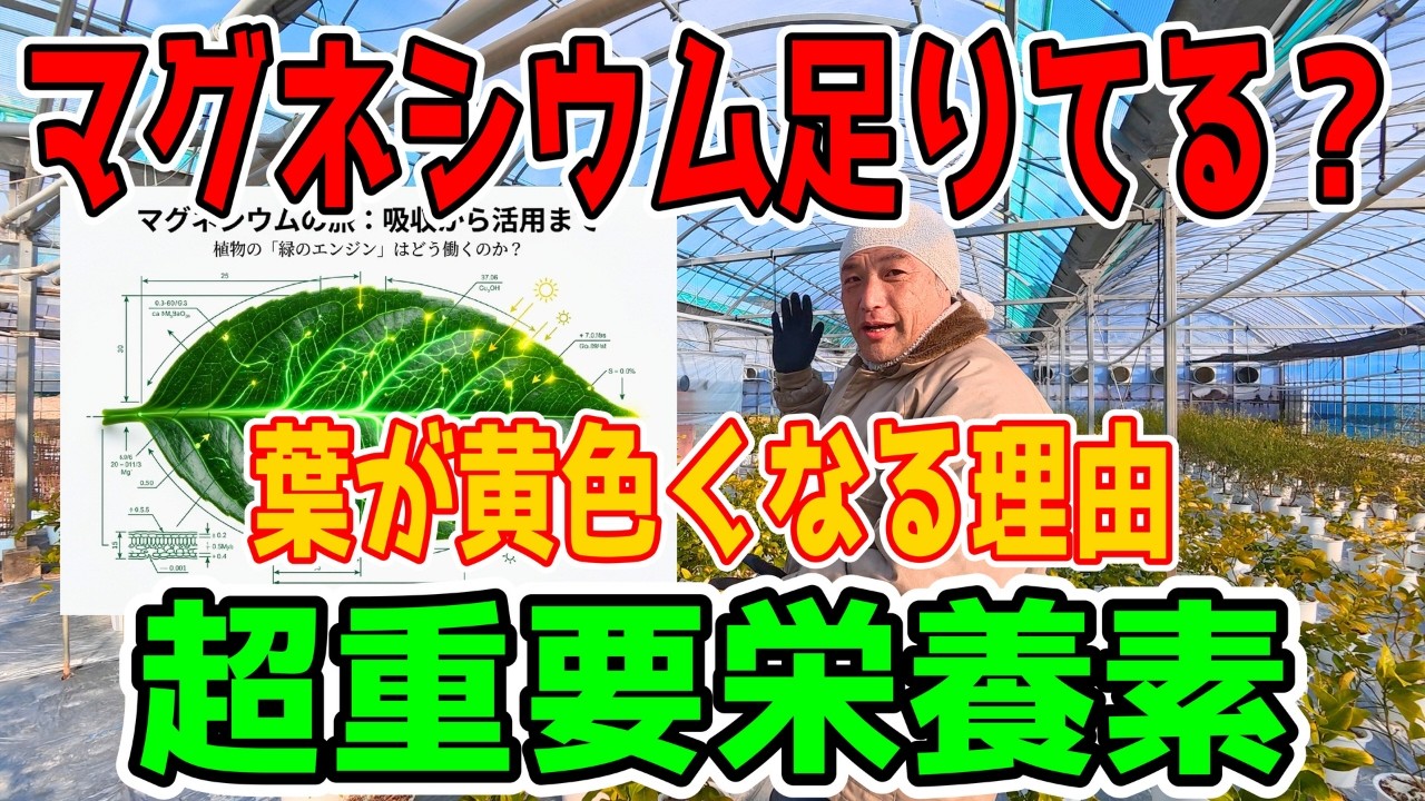 【葉が黄色い本当の理由】Mg転流の真実｜Magnesium Movement Explained