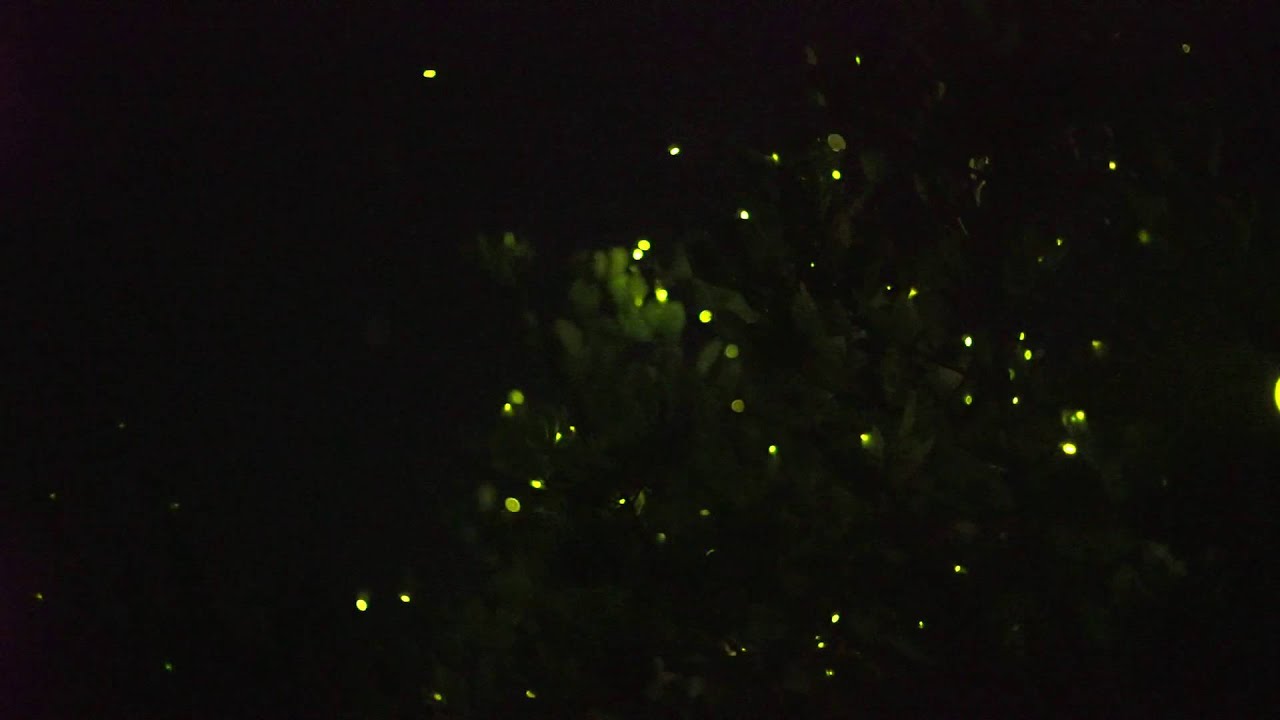 Watching fireflies in Loboc, Bohol!
