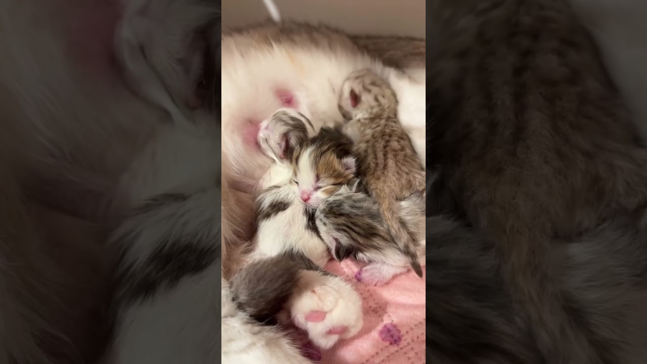 Anak kucing ini meminum susu sampai tertidur pulas🤣🙈 