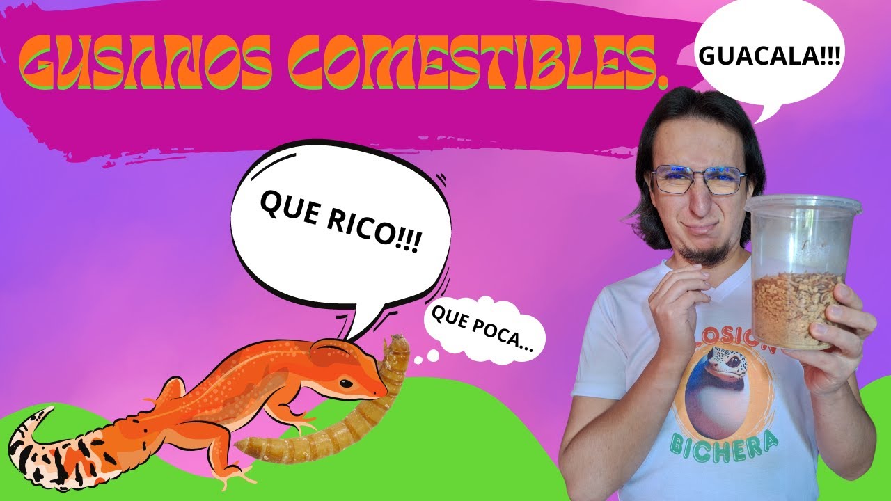 ¿Cómo crear un CULTIVO de TENEBRIO MOLITOR o GUSANO de la HARINA para alimentar REPTILES?