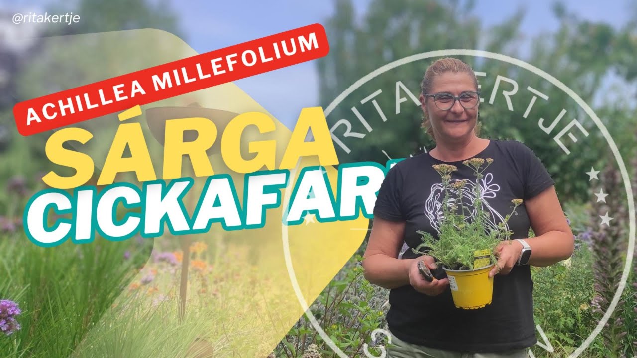  A cickafark meglepő titkai 🌼✨ - Kétszer is virágzik? Achillea millefolium