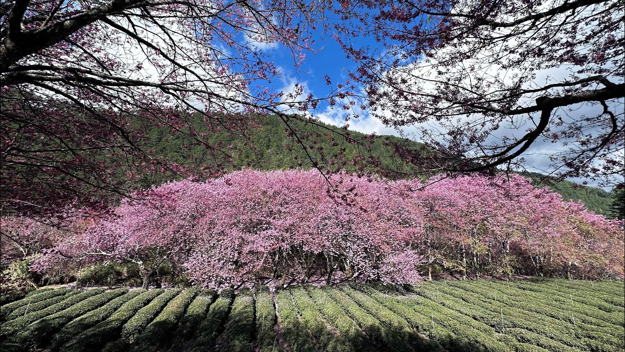 武陵農場櫻花祭/櫻吹雪美景/花落的粉紅大地