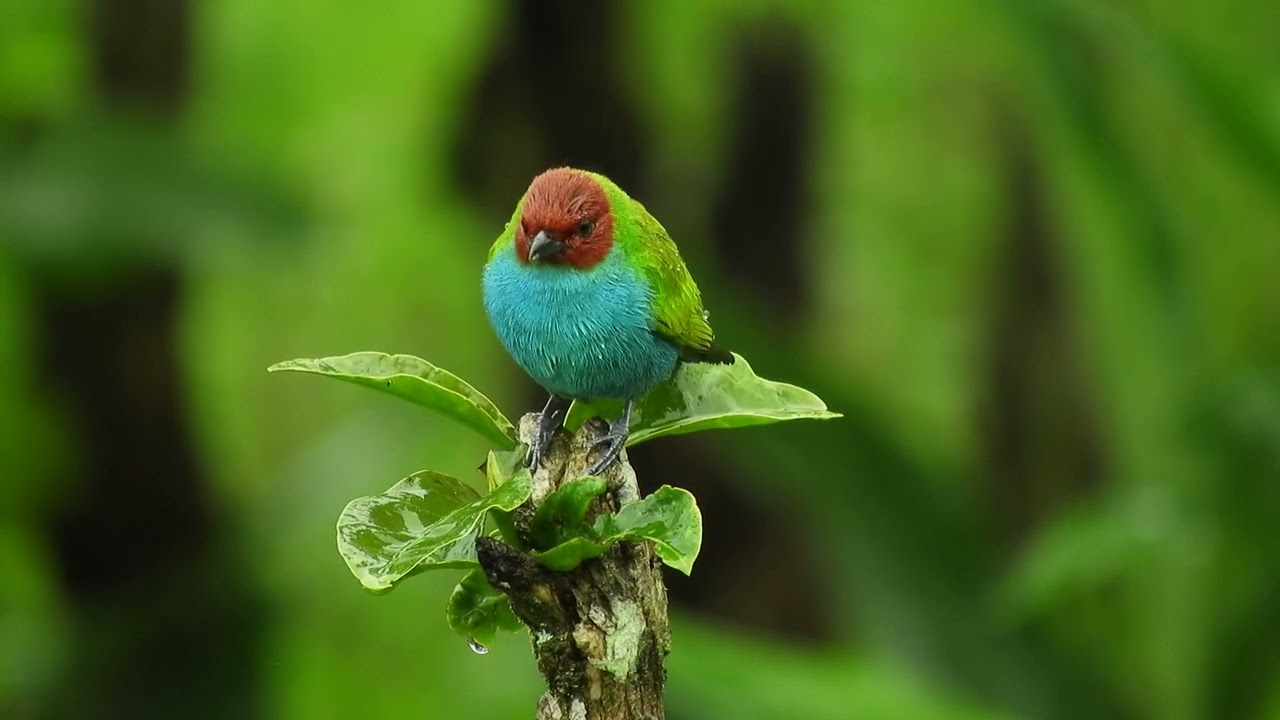 No Copyright Video Clips Nature || Nature Videos Download || Creative Commons videos
