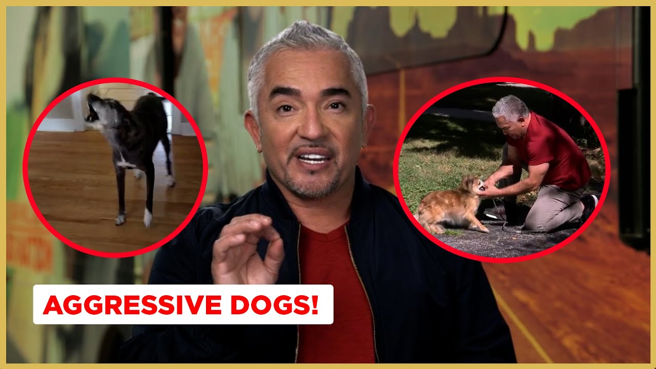 Эти собаки нападают на всех! | Dog Nation
