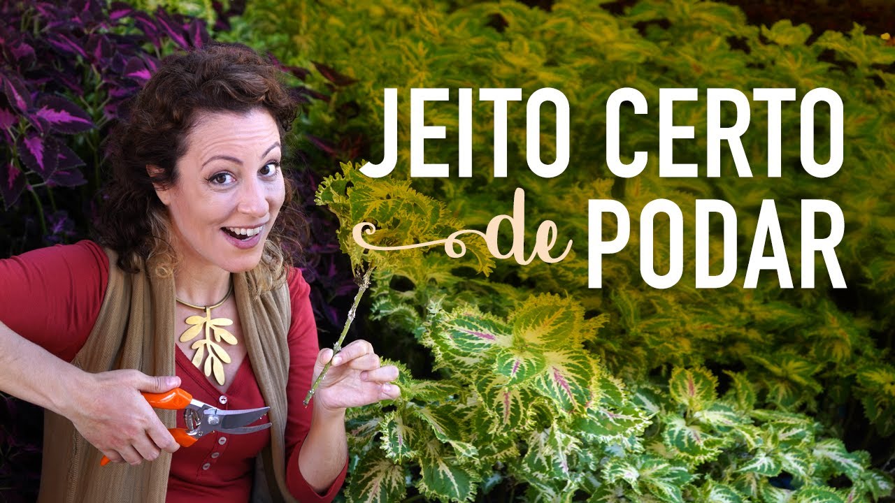 Como PODAR do jeito CERTO: conheça os tipos de poda