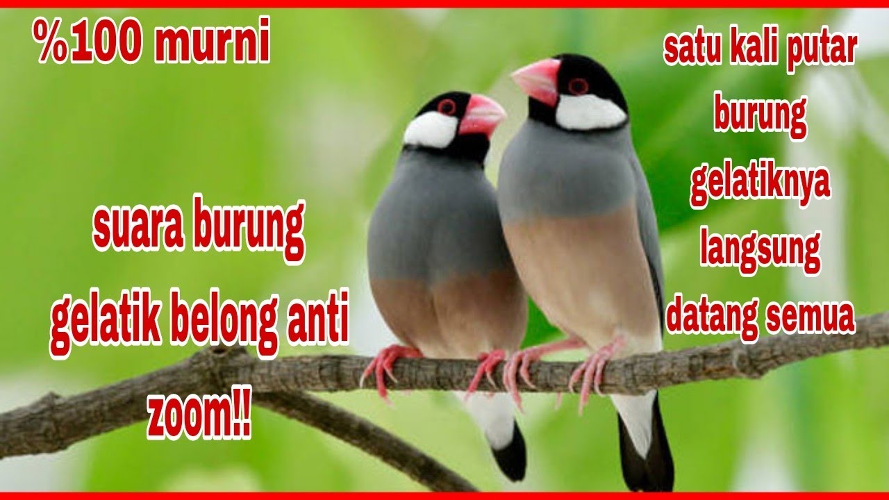Suara burung gelatik belong anti zonk. ampuh buat mikat ‼️