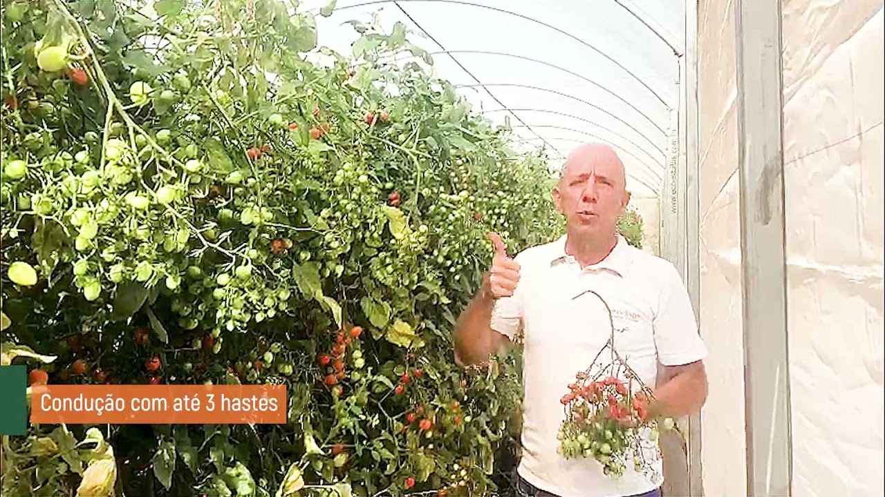 O tomate grape multifloral BRS Zamir dá um show nos resultados.
