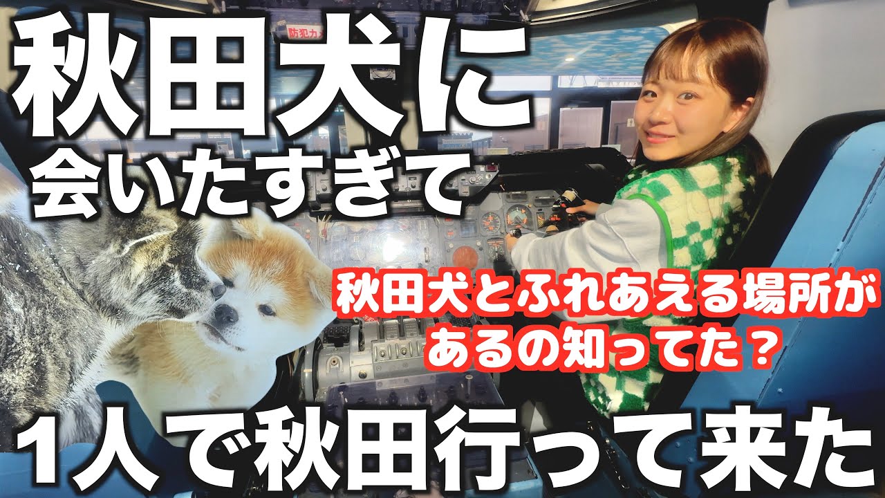 【ひとり旅】秋田犬にふれあえるスポットがあるの知ってた？｜秋田旅｜徒歩勢｜東京→秋田