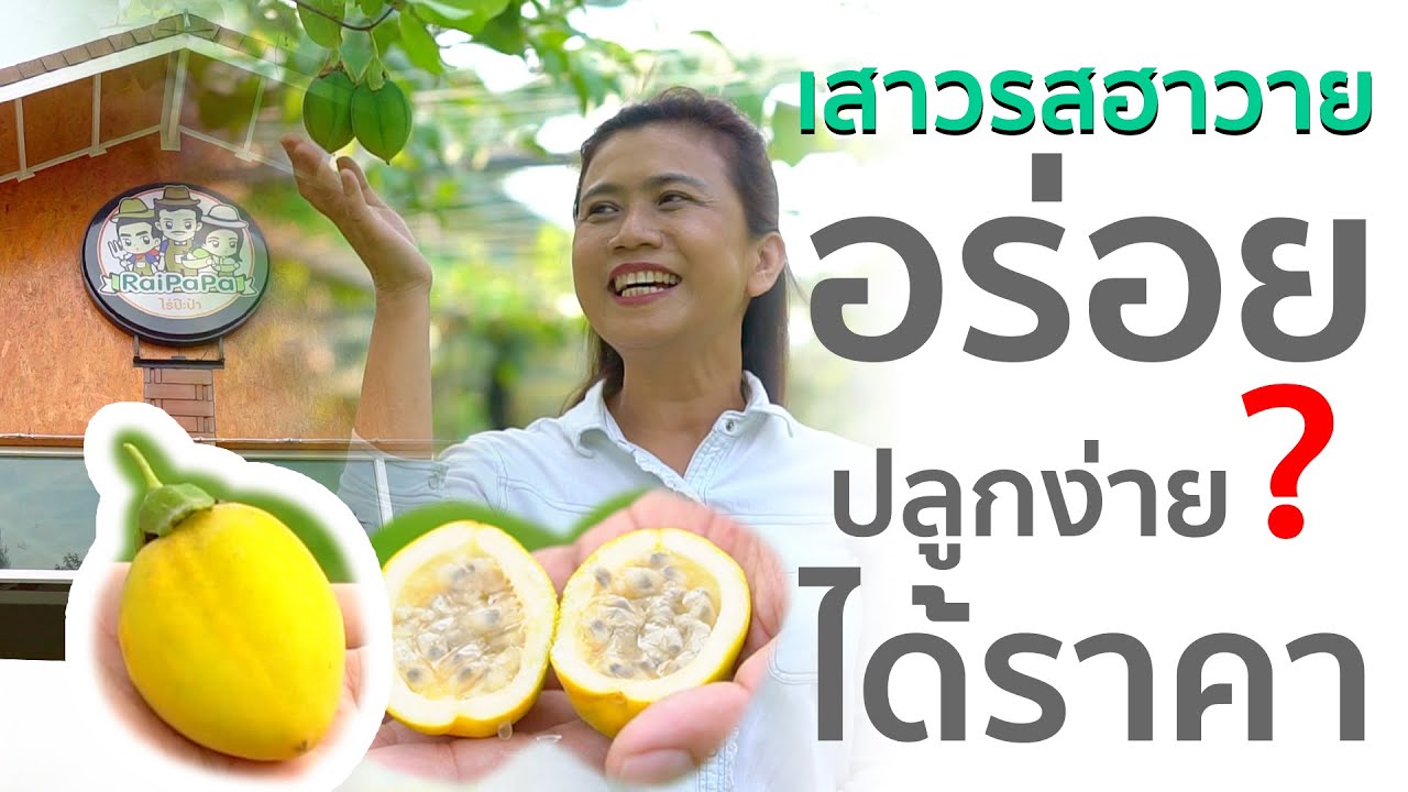 เสาวรสฮาวาย อร่อย ปลูกง่าย? ราคาดี โลละ 3000 บาท