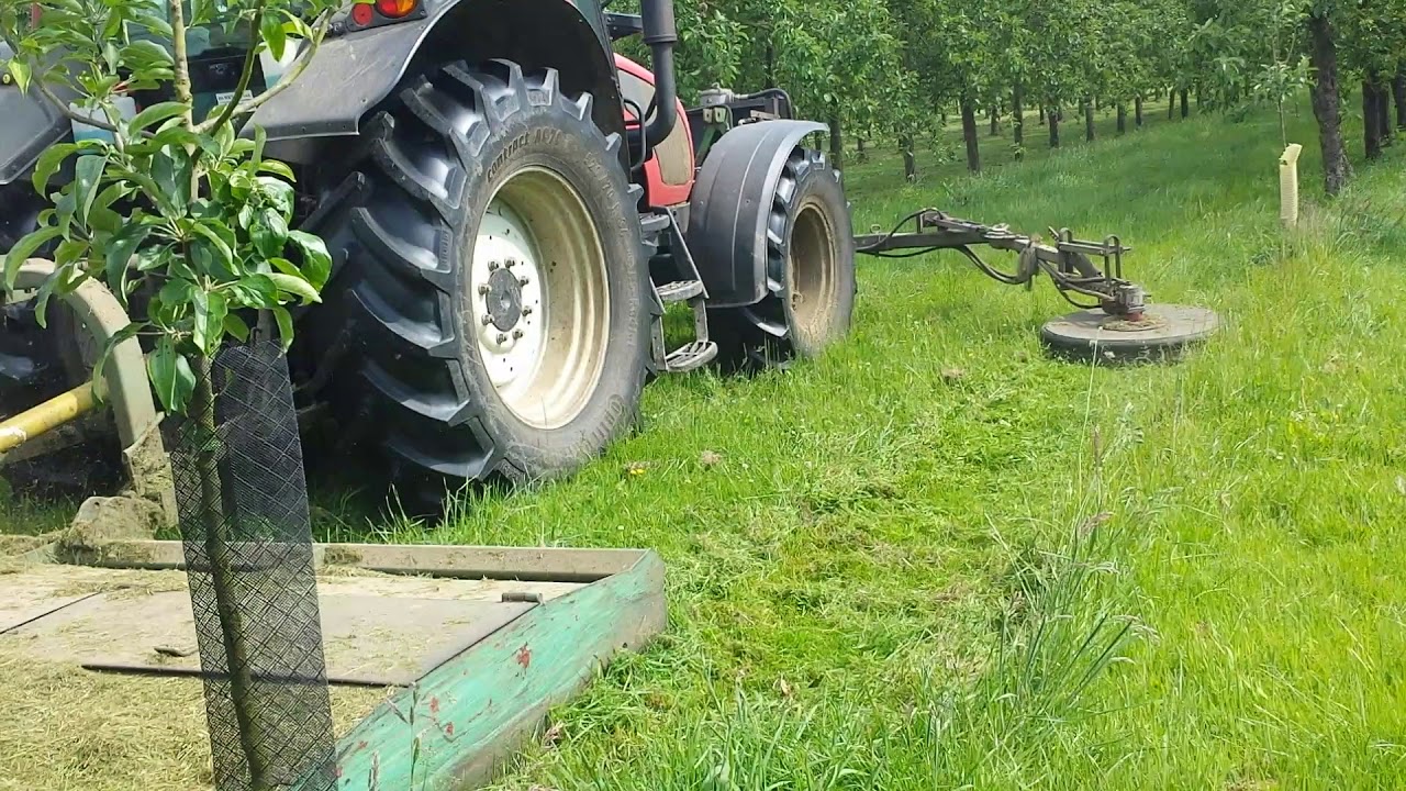 Tonte dans un verger directement