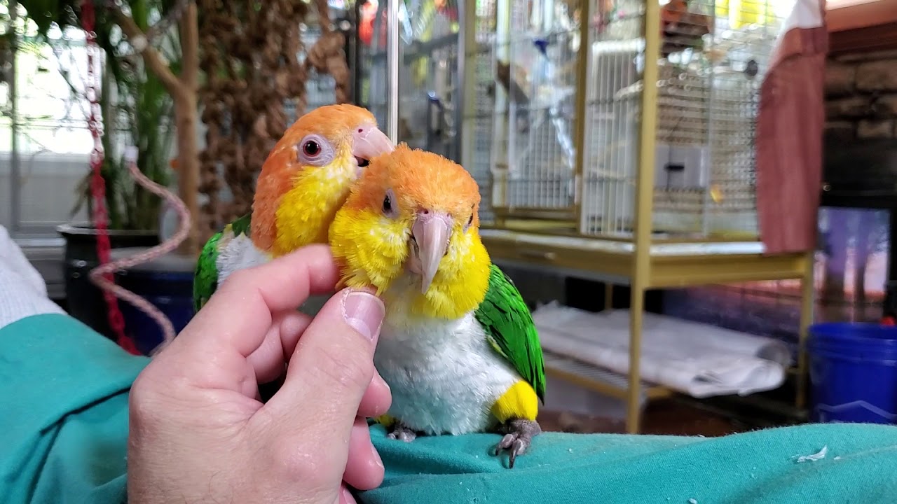 Happy Thursday, everybirdy!!!  Here are a few bird room minutes or you....❤