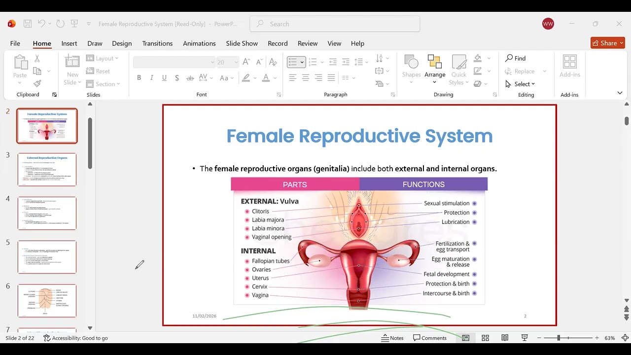 female | reproductive | system | BS | MLT  | DENTAL | RADIOLOGY | LECTURE 2