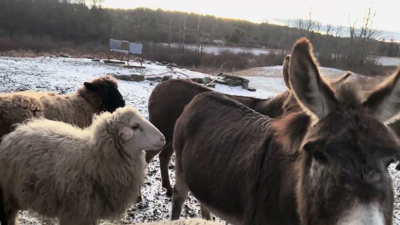 Good Monday Morning From Bedlam Farm 1/12/26