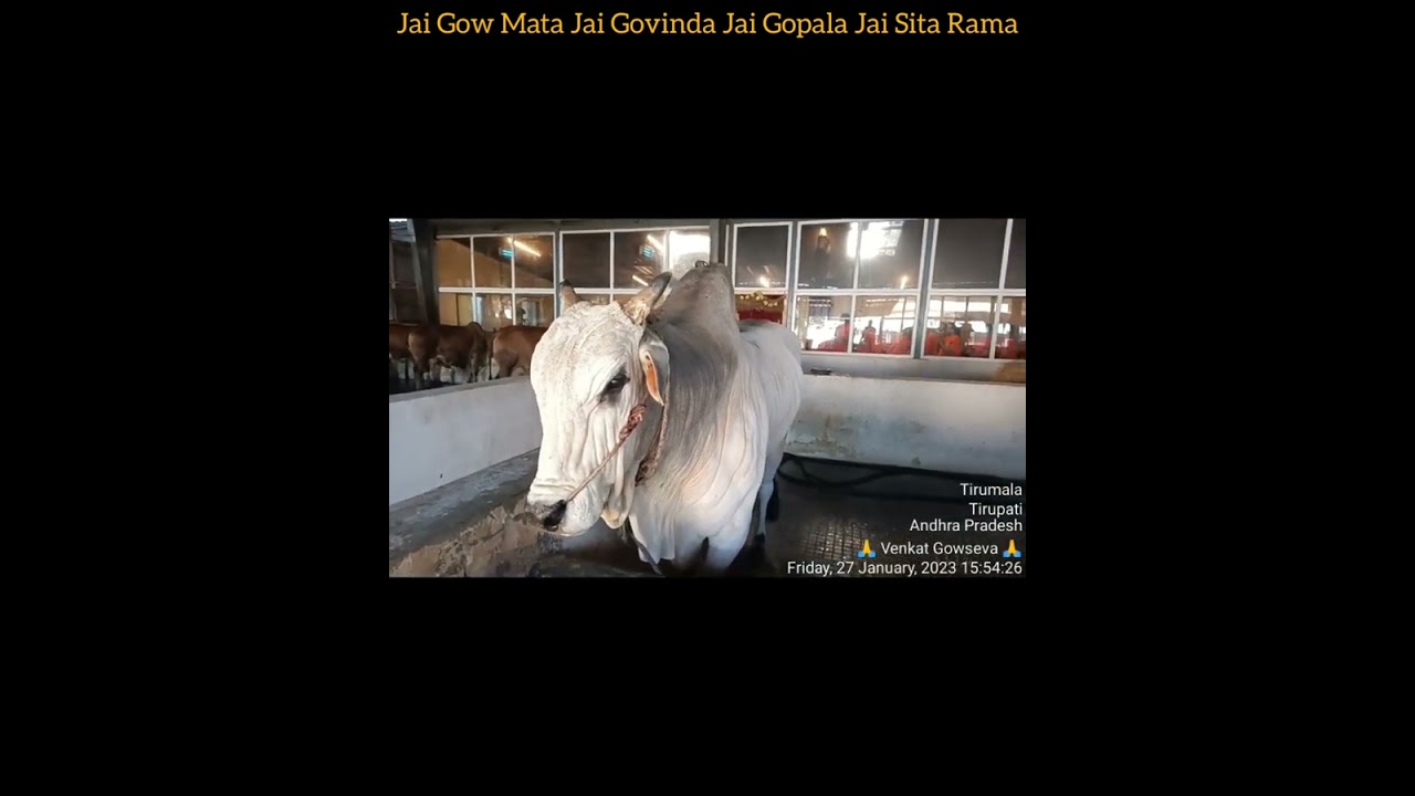 #gauseva #tirumala #tirupati #goshala #seva #video #govinda #govinda #gaumata