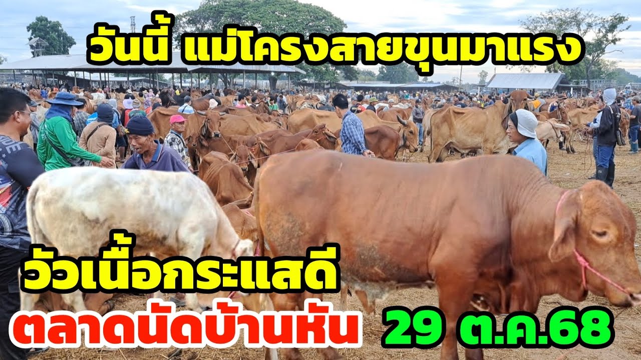 ตลาดนัดบ้านหัน‼️29 ต.ค.68 เวียดดันราคาวัวโครงเข้าขุนกระแสแรง วัวเนื้อกระแสดี วัวงามน่าเลี้ยงไปต่อได้