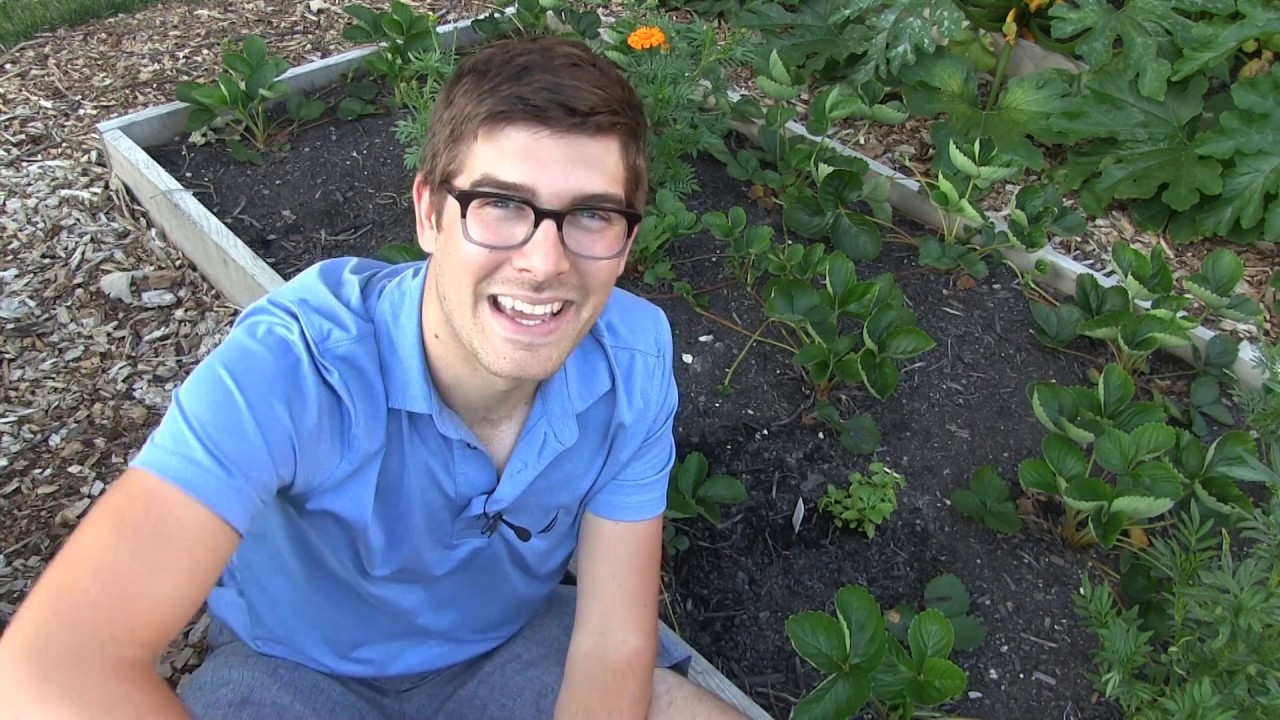 Grow Your Own Herbal Medicine - Toothache Plant (Spilanthes)