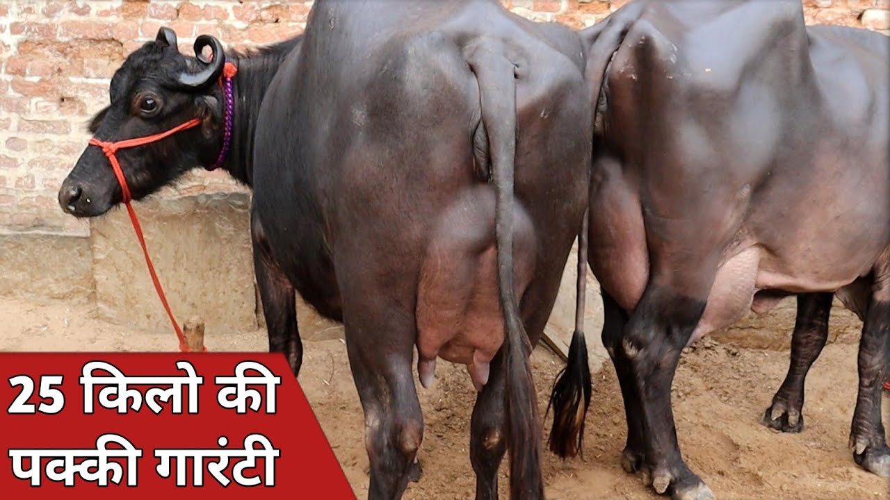 20 से 25 किलो की चार भैंसे, कांटे के तोल में बिक्री के लिए उपलब्ध || Sharma Dairy Farm (8685022015)