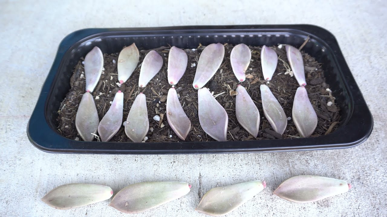 Propagate Succulents From Leaves - 100% Success