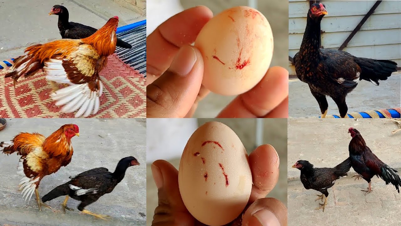 Hen starting first egg process || first egg to broody hen complete video