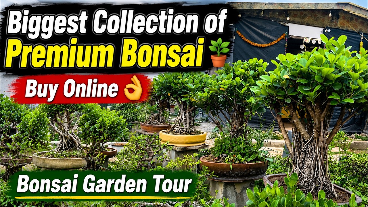 Biggest Collection of Premium Bonsai 🪴 Buy Online 👌 Bonsai Garden Tour