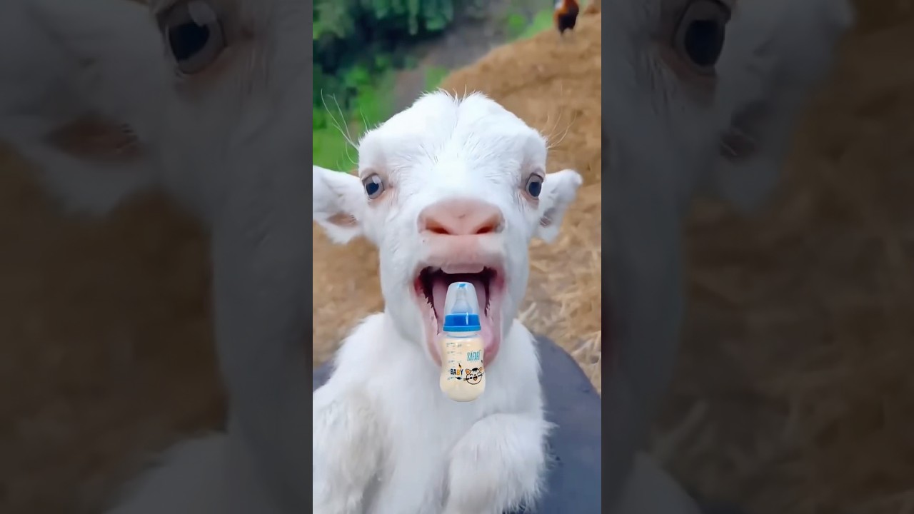 ياغنماتي مع شفا 🌈ماع ماع 🐐