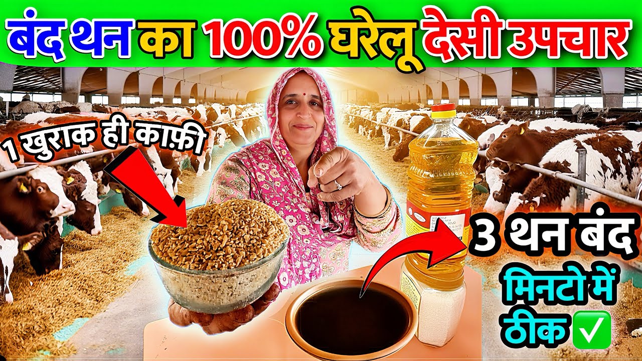 बंद थन का पक्का इलाज 🐄 मात्र एक खुराक ही देदो 👉बंद थनो को मिनटो में ठीक ✅ बंद थनों का इलाज कैसे करे 