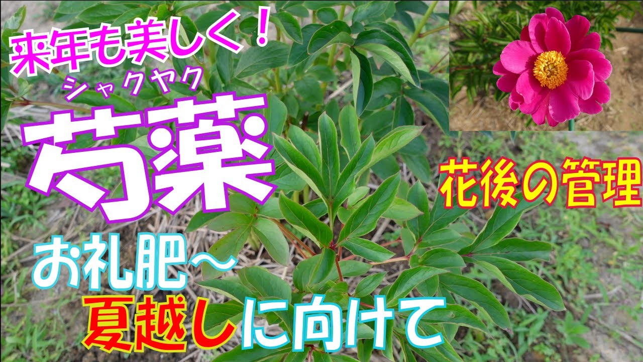 芍薬の栽培【お礼肥】【夏越しに向けて】～花後の管理～