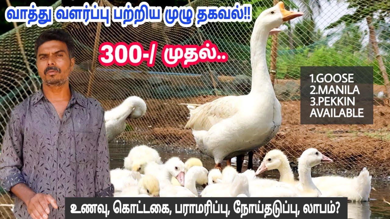 4 வகை வாத்து ஒரே இடத்தில்-100 வாத்து வளர்த்தால் நல்ல லாபம் | 50+ தகவல்கள் | Duck Farming-Full Detail