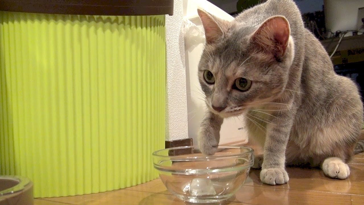 猫と氷 - Cat and Ice -