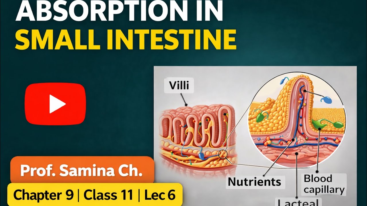 Absorption of Food | Class 11 Biology