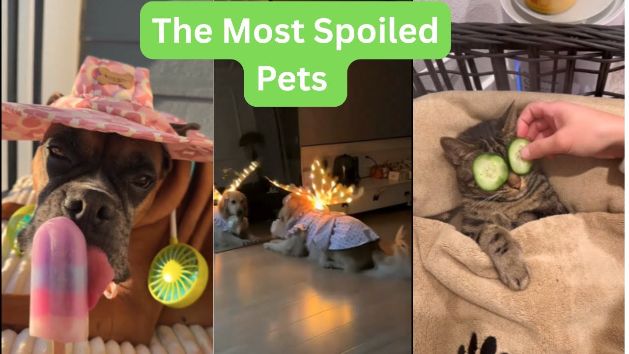 The Most Spoiled Pets I found on TikTok