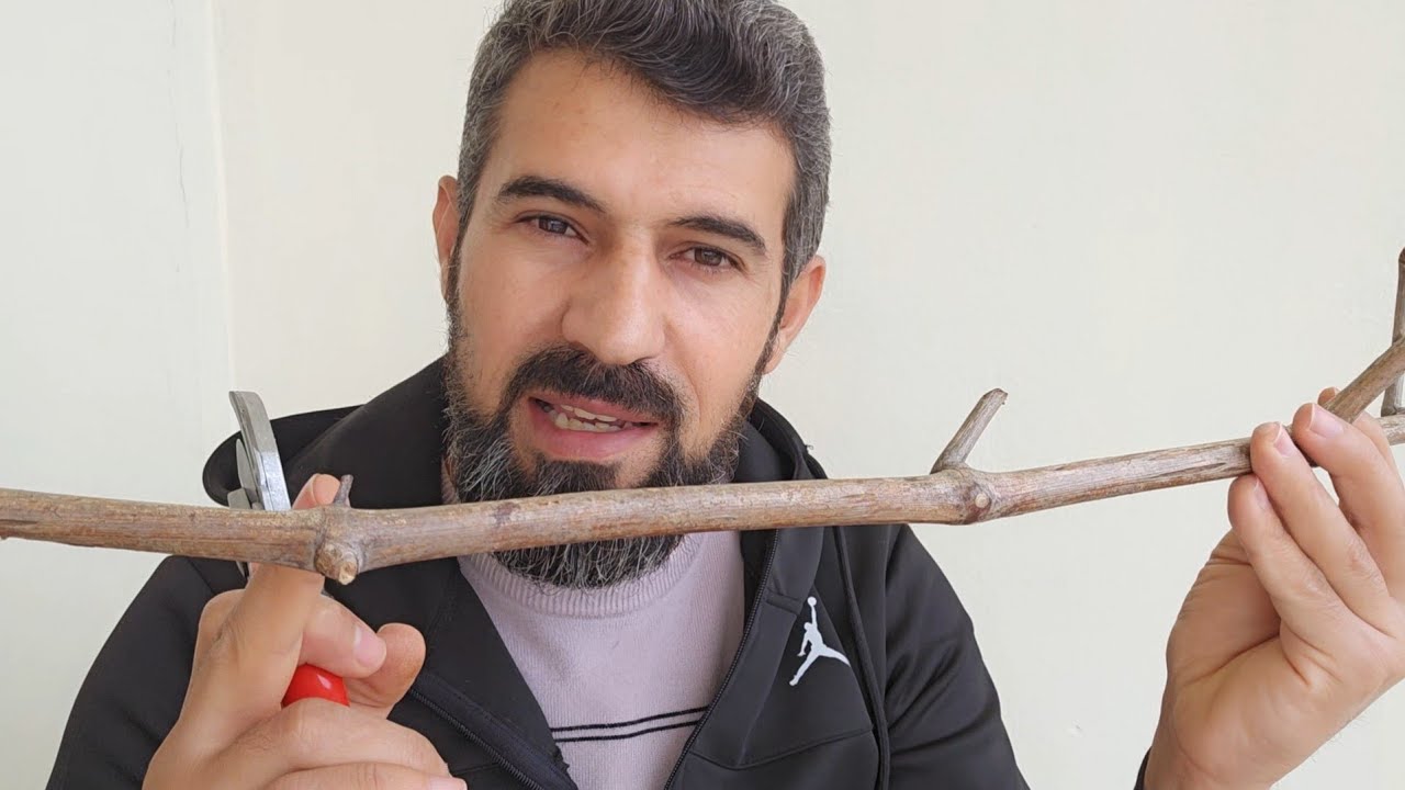 بلش موعد زراعة العنب لازم نزرع بهاي الطريقه @Farmingsecrets1