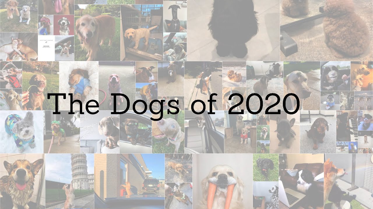 The Dogs of 2020
