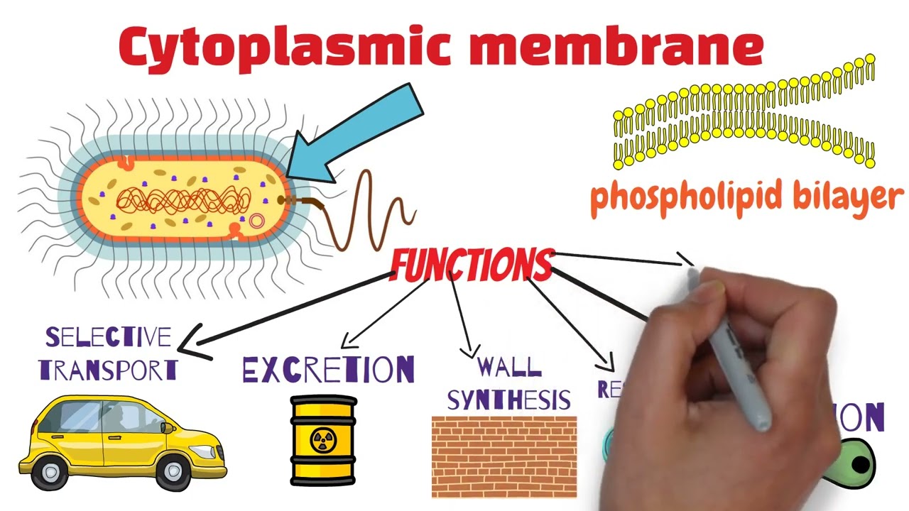 Microbiology 309 - Mini Lecture (2)
