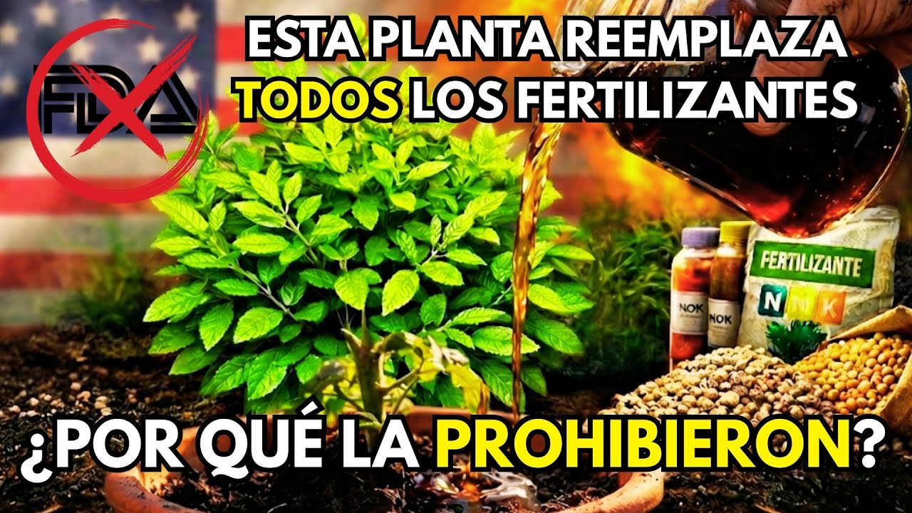 Esta Planta Reemplaza Todos Los Fertilizantes Para Siempre. ¿Por Qué La Prohibió La FDA?